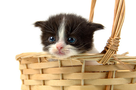非常可爱的小可爱小猫在篮子里图片