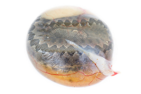 白底蛇蛋的Viperalata背景图片