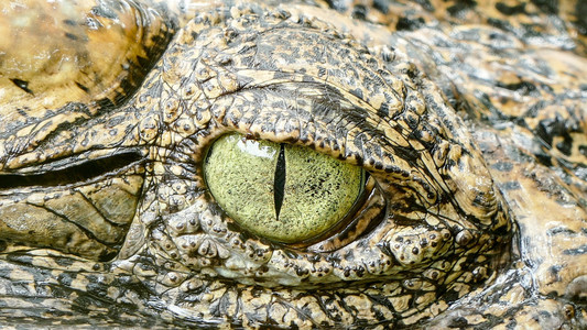 鳄鱼那令人敬畏的眼睛图片
