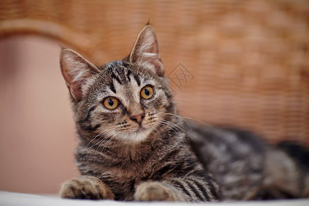 一条纹小猫的肖像黄色的眼图片