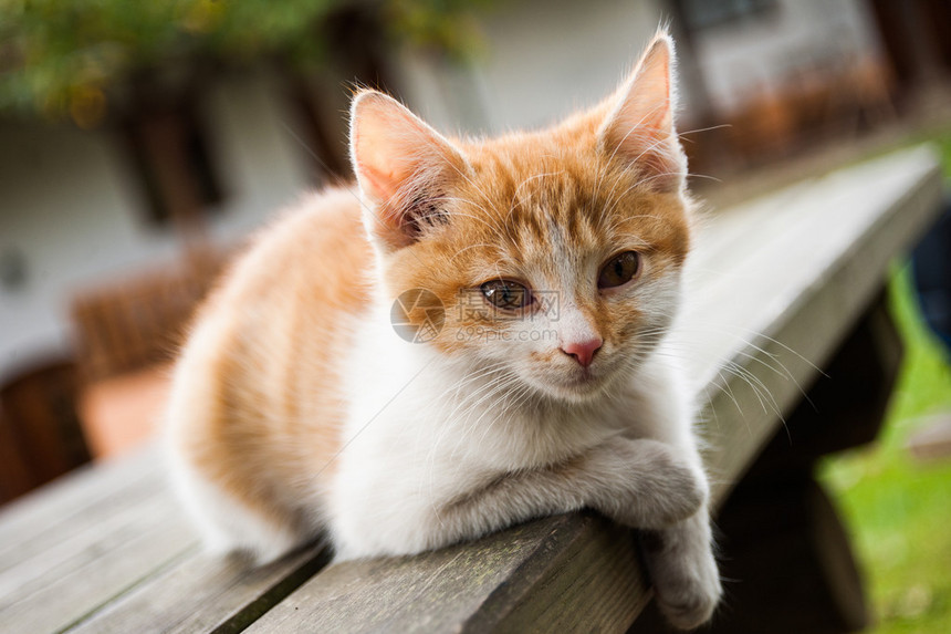 猫享受乡村生活图片