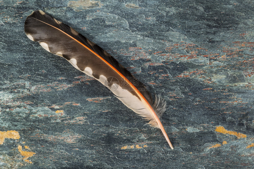 天然石材背景上的单亮羽毛图片