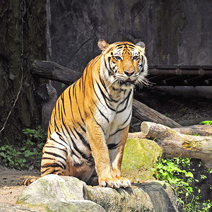 泰国动物园的老虎图片