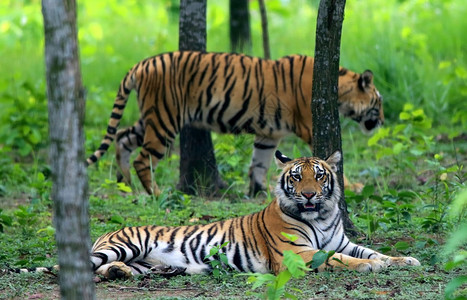 丛林中的两只孟加拉虎图片