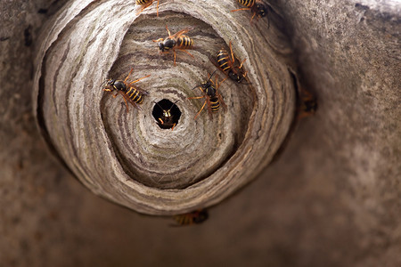 一个小黄蜂巢的宏图片