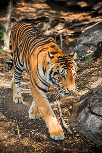 孟加拉虎在动物园里休息图片