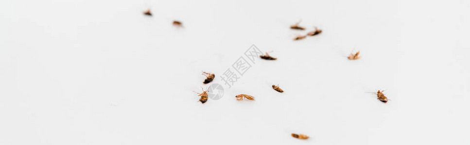 被白色隔离的死蟑螂全景照片图片