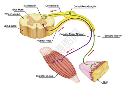 背根神经节药物轴突高清图片