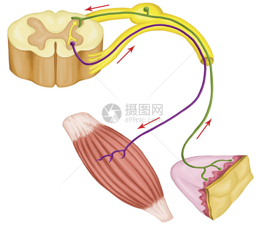 躯体反射躯体神经系统周围神经系统通过骨骼肌传入和传出神经自主图片