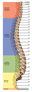 人体骨骼系统解剖背景图片