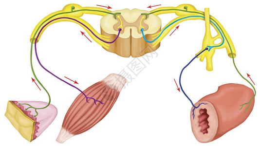 背根神经节器官脊髓高清图片