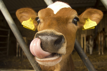 在海峡岛泽西岛的一家著名的牛群中关闭了图片