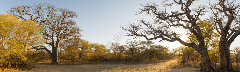 非洲日出时的非洲景观全景图片