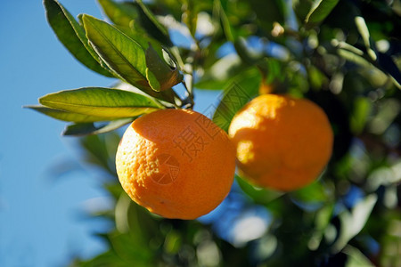 两种成熟的橙色橘子citrus图片