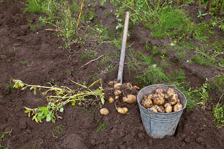 收获土豆逐渐长大高清图片