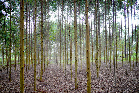 完全吻合的eucalypt图片