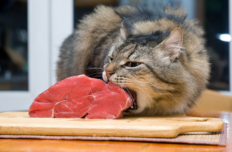 吃厨房餐桌上的一块肉图片