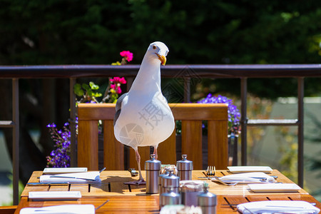 海鸥站在餐桌上在加州海岸阳光明媚的下午餐厅里吃晚饭图片