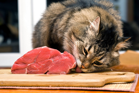 大条纹猫用舌头舔一块肉背景图片