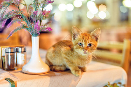 晚上看小猫坐在餐桌上图片