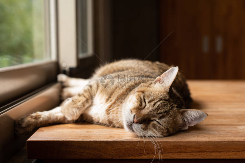 睡在木桌上的懒猫图片