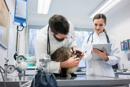 在其动物诊所用听诊器检查猫病图片