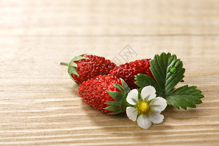 林地草莓fragaria图片