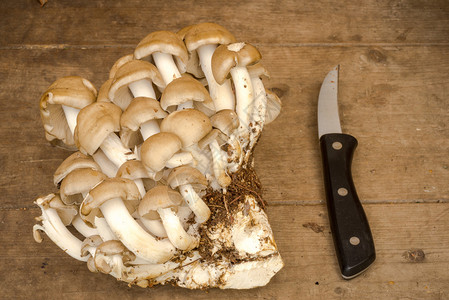 牡蛎蘑菇图片