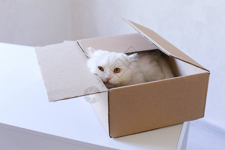可爱的白猫坐在盒子里图片