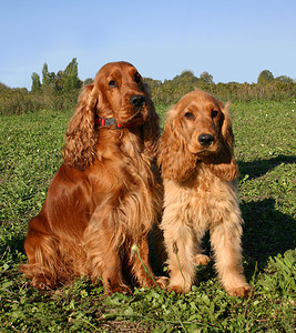 两只可爱的纯种英国可卡犬图片