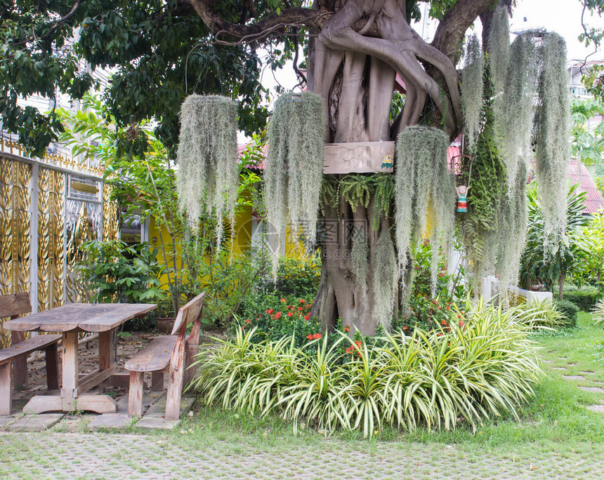 在木椅和花园桌旁的大树上装饰图片