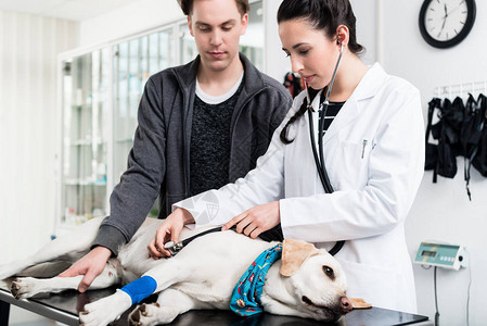 兽医用听诊器在诊所检查狗图片