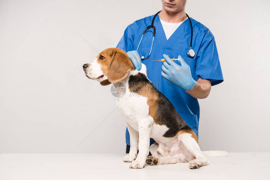 兽医持有注射器用于灰色背景的微切片象牙狗的部分图片