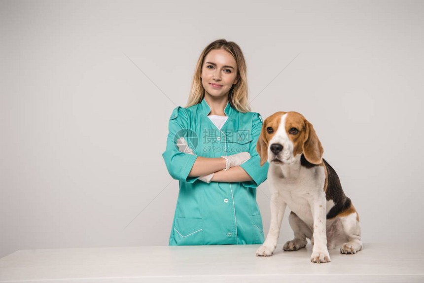 女兽医在灰色背景的beagleD图片
