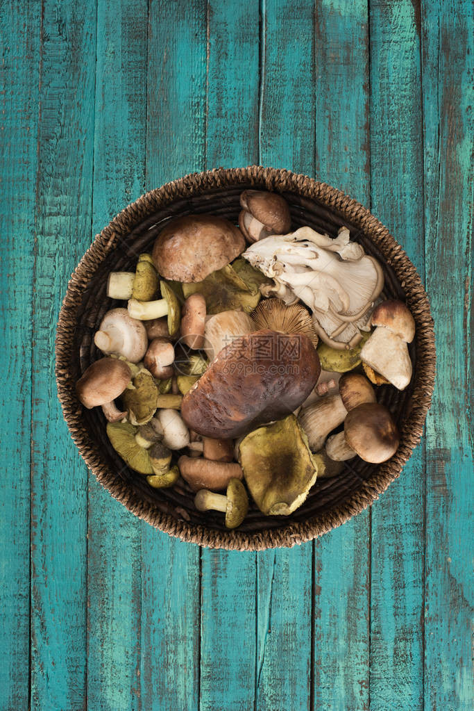 木绿石表面有不同蘑菇的螺图片