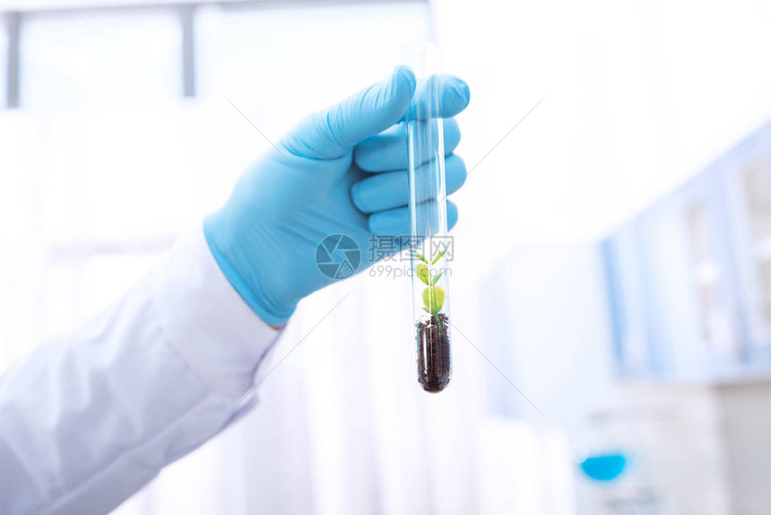 一名持乳胶手套的医生在土壤中装有绿植物的测试管上用图片