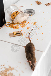小老鼠在玻璃罐附近的选择焦点杂乱的桌图片