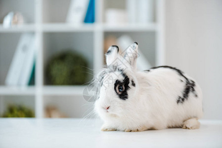 可爱毛发现兔子在兽医图片