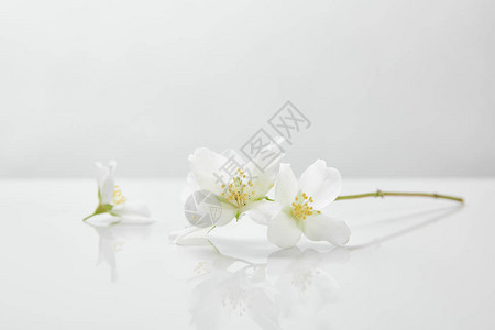 白色表面上的新鲜天然茉莉花背景图片
