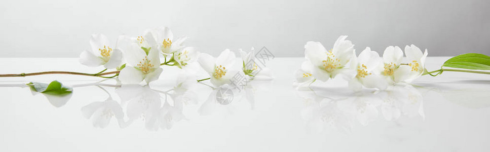 白色表面茉莉花的全景拍摄背景图片