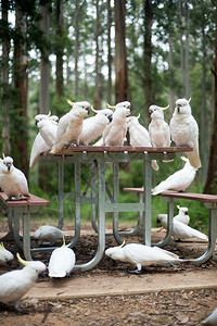 一张野生白色凤头鹦鹉坐在野餐桌上的照片图片