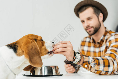 男人用狗粮喂可爱的小猎犬图片