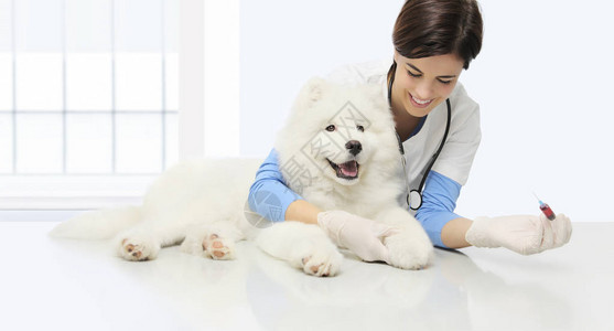 兽医诊所的检查狗验血微笑的兽医和针筒放在图片