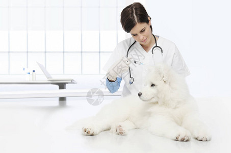 兽医诊所的兽医检查犬疫苗注射兽医手和针筒放在桌图片