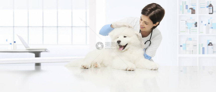 兽医检查狗兽医在兽医诊所的桌子图片