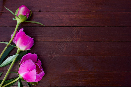 木桌上的牡丹粉红色花朵图片