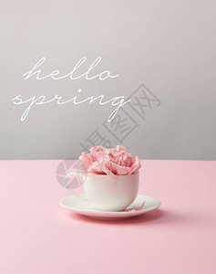 白杯中的粉红康乃馨花在灰色背景的茶碟图片