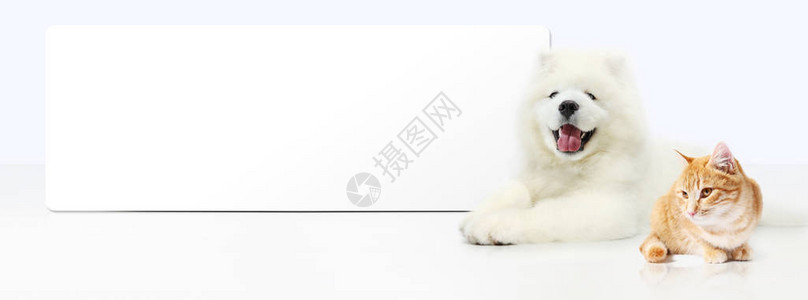 狗和猫与空白横幅隔离在白色背景图片