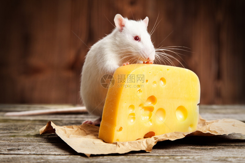 有一大块奶酪的宠物鼠木质背景图片