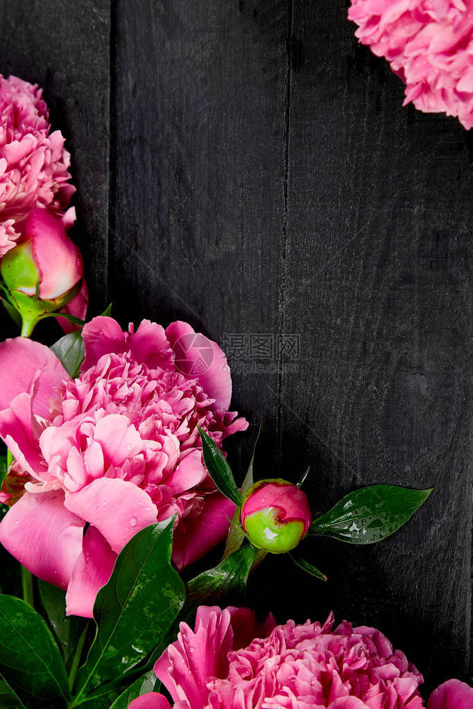 黑色背景上美丽的粉红色牡丹花复制空间顶视图平躺式贺卡妇女节或图片